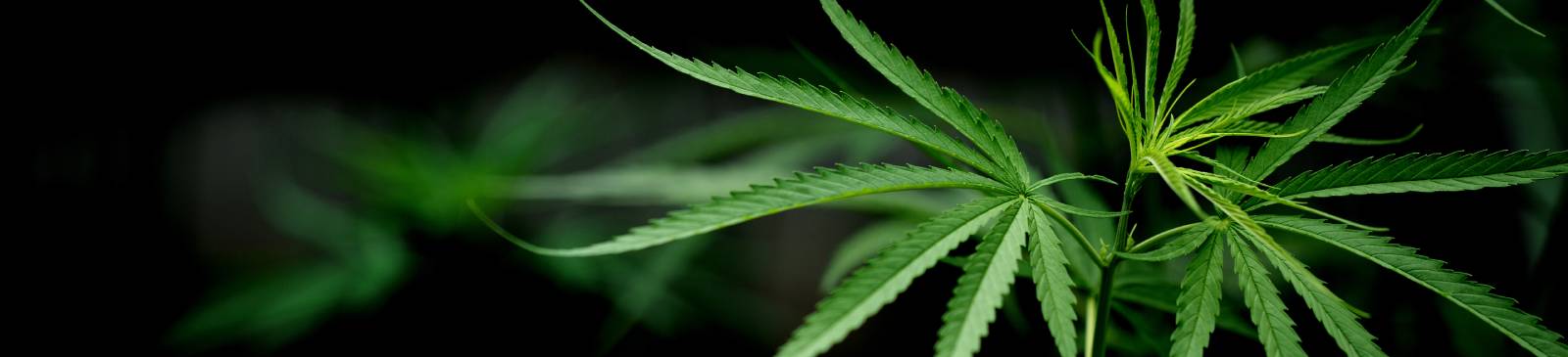 Tilray Aktienanalyse